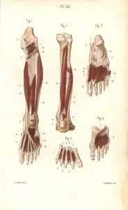 Leveille: Muscles and tendons of the leg and foot