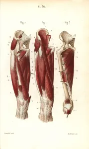 Leveille: Muscles and tendons of the thigh