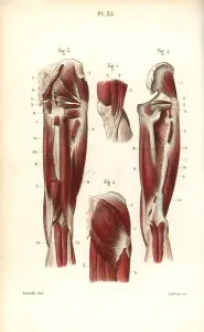Leveille: Muscles and tendons of the thigh and knee