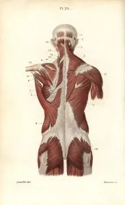 Leveille: Muscles of the back and torso