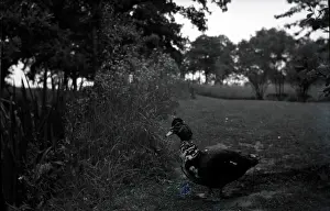 Biddenden: Muscovy Duck, Sissinghurst, Kent