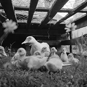 Muscovy: Muscovy Ducks