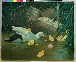 Chater: Muscovy Ducks and Young