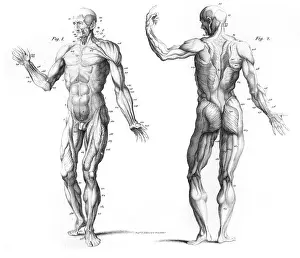 Torso: The Muscular System of the Human Body