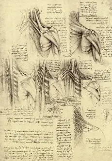 1510: The Muscular System of the Neck and Shoulders, by da Vinci