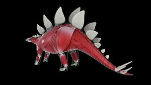 Muscular: Muscular system of a Stegosaurus dinosaur