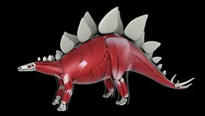 Muscular: Muscular system of a Stegosaurus dinosaur, side view