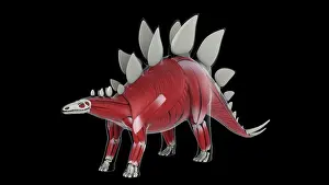 Muscular: Muscular system of a Stegosaurus dinosaur, side view