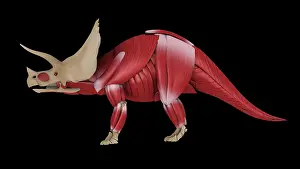 Triceratops: Muscular system of a Triceratops dinosaur, side view