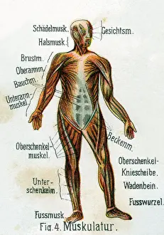 Musculature: Musculature, 1902