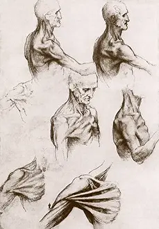 Musculature: Musculature of the Head and Shoulders, by da Vinci