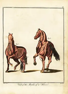 Temporal: Musculature of a horse