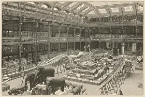 Dominate: MUSEUM NATURAL HISTORY