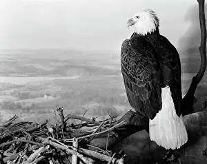 Leucocephalus: Museum Setting View Of Bald Eagle