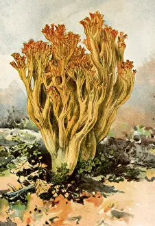 Upward: Mushroom