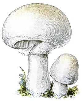 Agaricus: Mushroom Agaricus