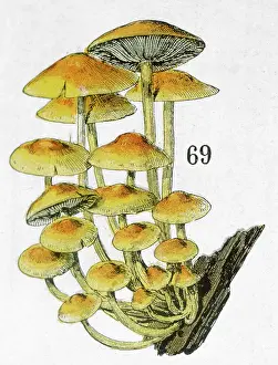 Clump: MUSHROOM CLUSTER 19C
