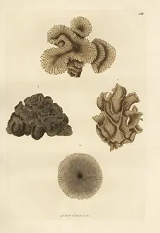 Amaranthus: Mushroom coral species