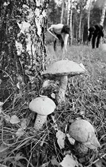 Pickers: Mushroom season