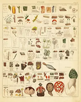 Impudicus: Mushroom species