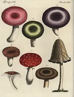 Lactarius: Mushroom varieties