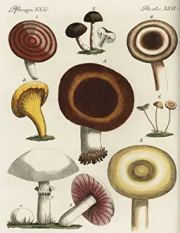 Agaricus: Mushroom varieties