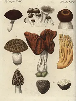 Esculenta: Mushroom varieties