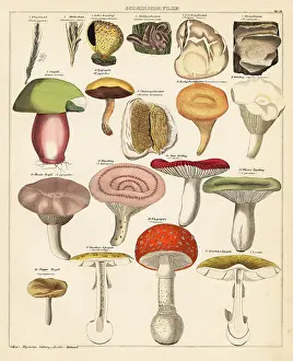 Mycology: Mushroom varieties