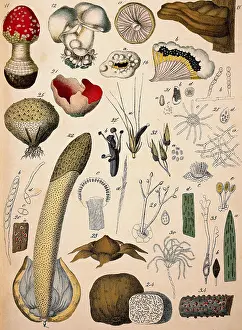 Mushrooms