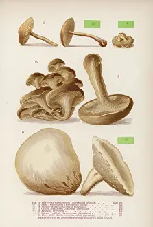 Agaricus: Mushrooms