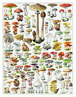 Funghi: Mushrooms