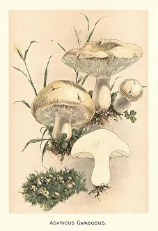 Mushrooms: Four Mushrooms