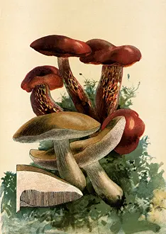 Mushrooms: Mushrooms