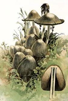 Mushrooms: Mushrooms