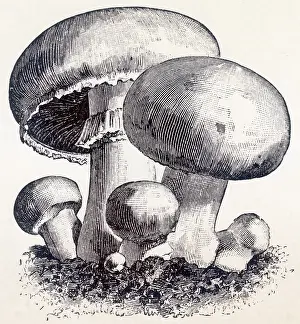 Oct24: Mushrooms