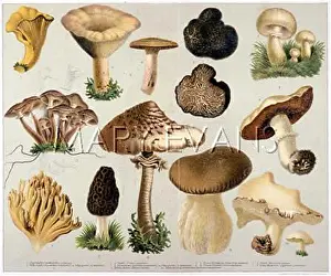 Morchella: MUSHROOMS EDIBLE 19C