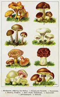 Creamy: MUSHROOMS GERMAN BOOK