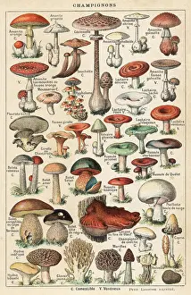 Helpful: Mushrooms Larousse - 1913