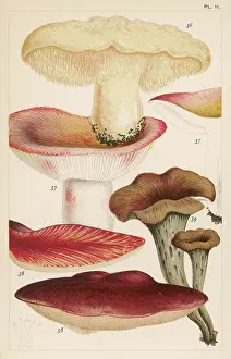 Funghi: MUSHROOMS/VARIOUS