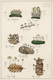 Albus: MUSHROOMS/VARIOUS