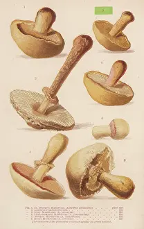 Agaricus: MUSHROOMS WALSH 1-6 1873