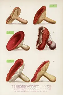 Lactarius: MUSHROOMS WALSH 25-30