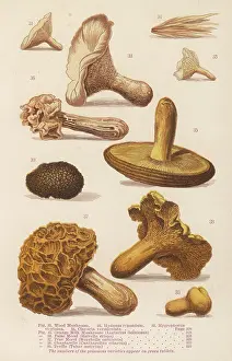 Morchella: MUSHROOMS WALSH 31-39
