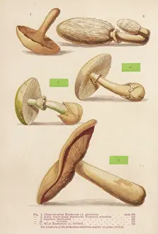 Agaricus: MUSHROOMS WALSH 7-11