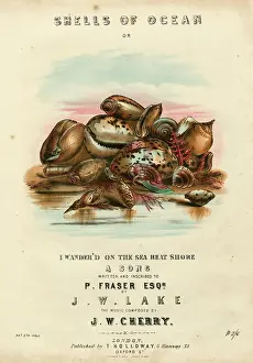 Cherry: Music cover, Shells of Ocean