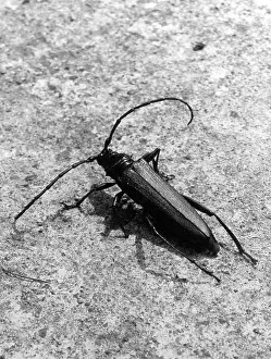Musk: MUSK BEETLE