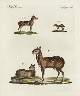 Bertuchs: Musk deer and antelope
