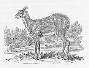 Puzzled: MUSK-DEER (BEWICK)
