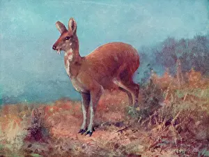 Moschus: MUSK DEER/SWAN/1909