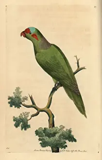 Musk lorikeet, Glossopsitta concinna